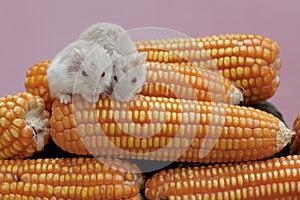 Two Campbell dwarf hamsters eating freshly harvested corn kernels.