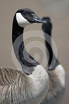 Two canada geese