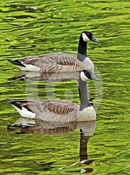 Two Canada Geese close-up swimming.