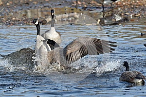 Two Canada Geese fighting on the lake.