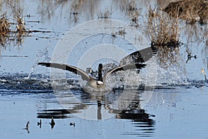 Two Canada Geese fighting over a female