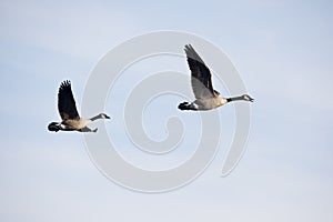 Two Canada geese in flight