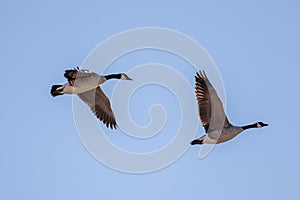 Two Canada geese in flight against a blue sky
