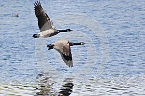 Two Canada Geese Flying Over Water