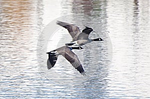 Two Canada Geese Flying Over Water