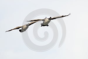 Two Canada Geese Flying on a White Background