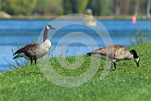 Two Canada geese grazing on the banks of the Rhine