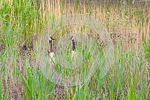 Two Canada geese hiding in the reed, protecting their nest
