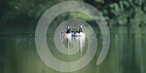 Two Canada Geese on a Lake