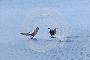 Two Canada geese landing on water