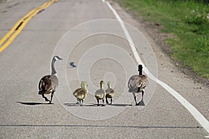 Two Canada Geese lead their larger goslings down a road