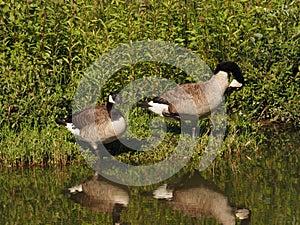 Two Canada geese pausing at a pond