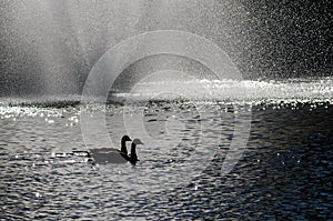 Two Canada Geese Silhouetted in the White Water Fountain Spray