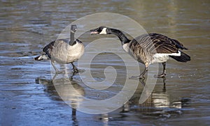 Two Canada Geese standing on frozen lake surface honking at one another