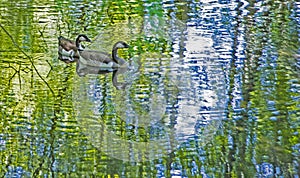 Two Canada Geese swim in water reflections of greenery.