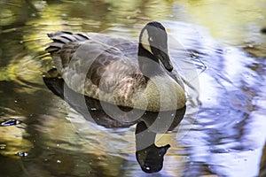 Two Canada Geese swim in water reflections of greenery.