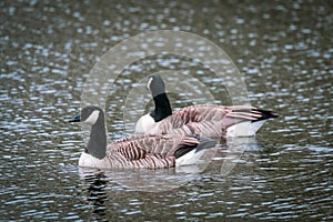 two Canada geese swimming on a lake