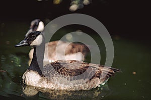 Two Canada Geese Swimming in a Pond