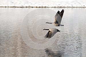 Two Canada Geese Taking to Flight from a Winter Lake