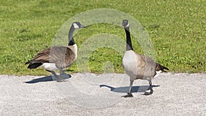 Two Canada Geese Walking in the Park