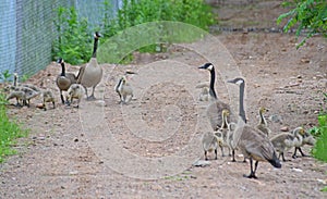 Two Canada Goose families meet while walking in the road.