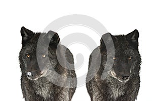 Two canadian black wolf isolated on white background