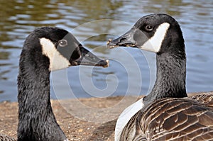 Two Canadian Branta gooses