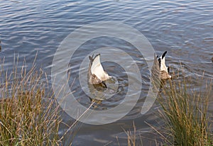 Two Canadian geese, bottoms up in the lake.