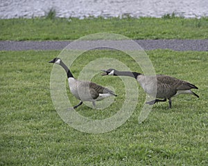 Two Canadian geese chasing each other