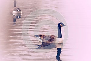 Two Canadian geese gliding on lake