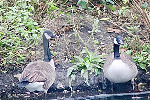 Two Canadian geese on a river bank