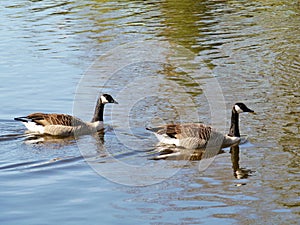 Two Canadian geese swimming in a pool