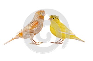 two canaries isolated on white photo