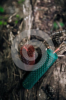 two candles on an old log in the forest