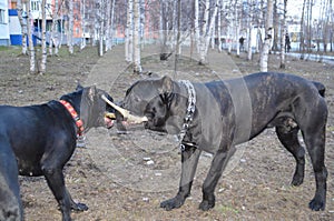 Two Cane Corso dogs play with the same stick