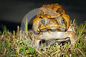 Two cane toads (Bufo marinus) mating photo