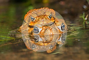 Two cane toads (Bufo marinus) mating