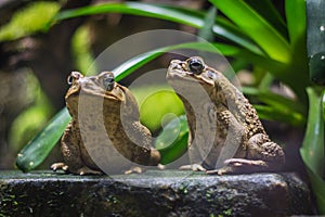 Two cane toads giant neotropical toads