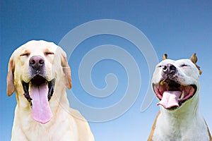 Two canine dog companions laughing for the camera