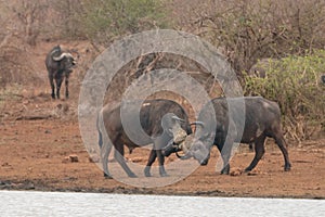 Two Cape Buffalo bulls fighting near the waterhole in South Africa