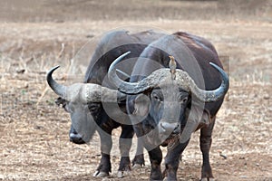 Two Cape Buffalo bulls with oxpecker bird on his head in South Africa