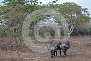 Two Cape Buffalo bulls in South Africa SA