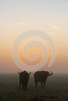 Two Cape buffalo stand silhouetted at dawn