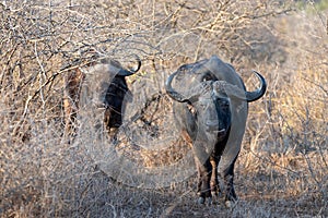 Two Cape Buffalo [syncerus caffer] bulls in the brush in South Africa