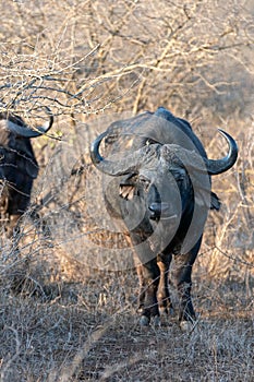 Two Cape Buffalo [syncerus caffer] bulls in the brush in South Africa