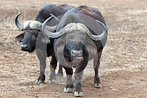 Two Cape Buffalo [syncerus caffer] bulls chewing the cud in the bush in Africa