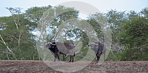 Two Cape Buffalo [syncerus caffer] bulls with green background in South Africa