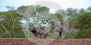 Two Cape Buffalo [syncerus caffer] bulls with green background in South Africa