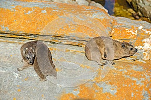 Two Cape hyraxes warming up on the rock in the Tsitsikamma National Park in South Africa