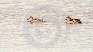 Two Cape Teal